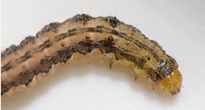 Cutworms Best Management | FMC GSS