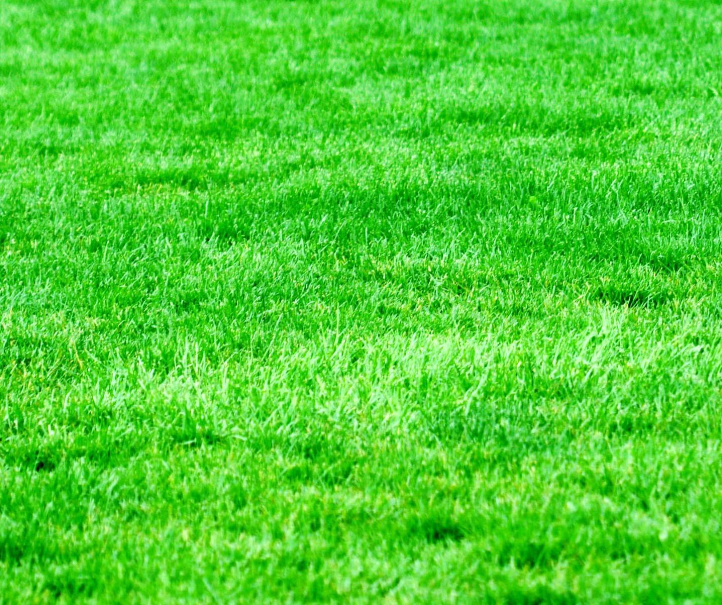 Quicksilver T&O Herbicide Lawn