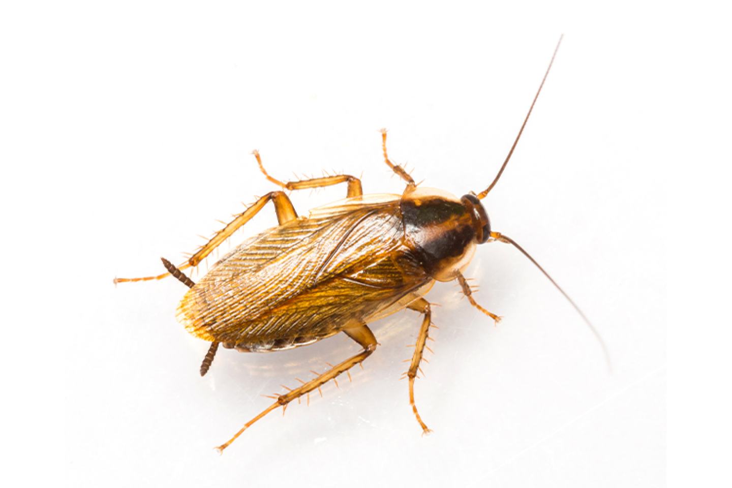 German Cockroaches Image