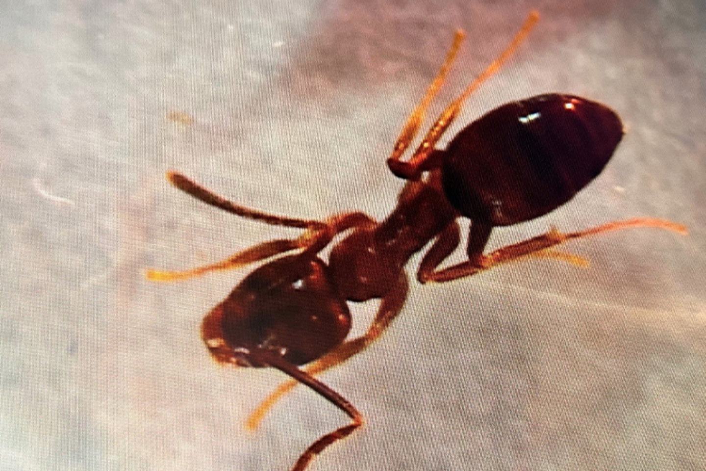 Ground Ants Image