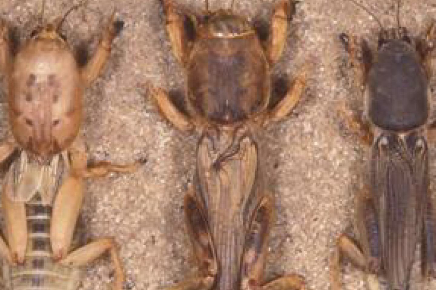 Mole Crickets Image