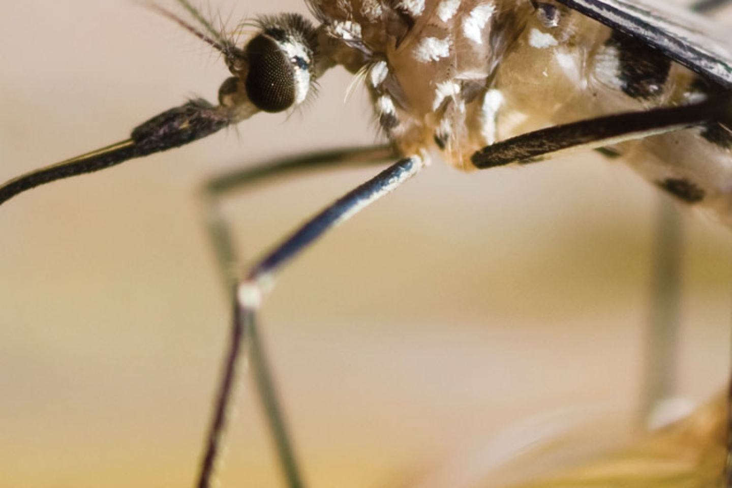 Scion Insecticide with UVX™ Technology: Mosquito Control