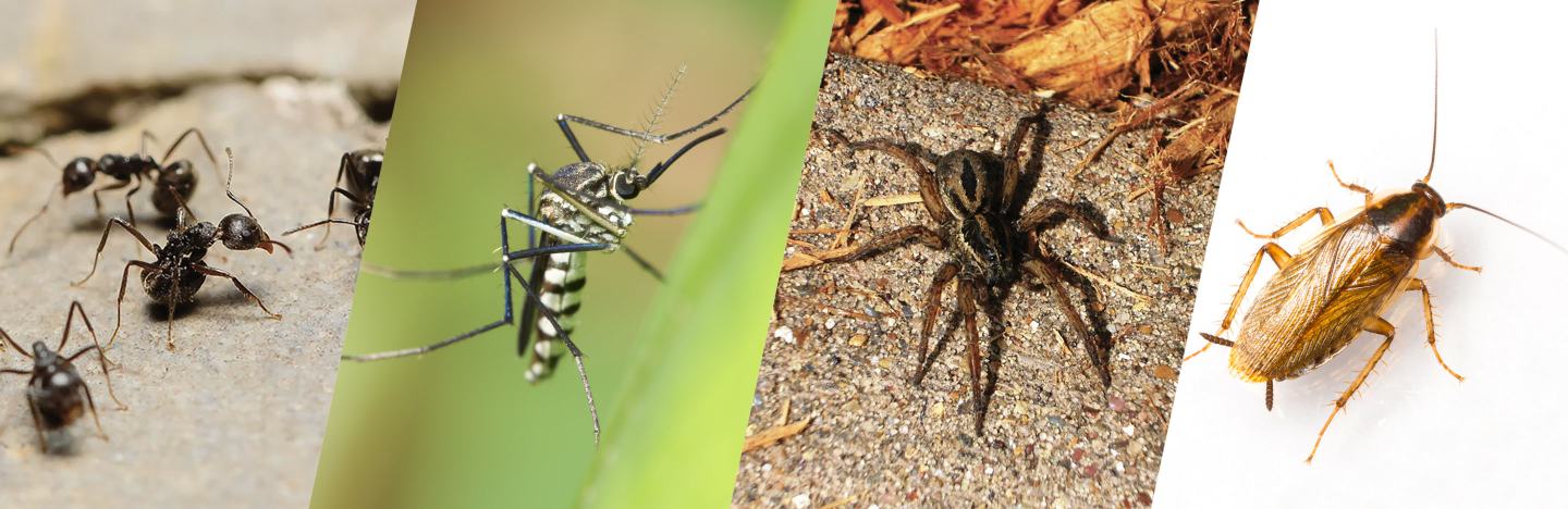 Wasp Control Coquitlam