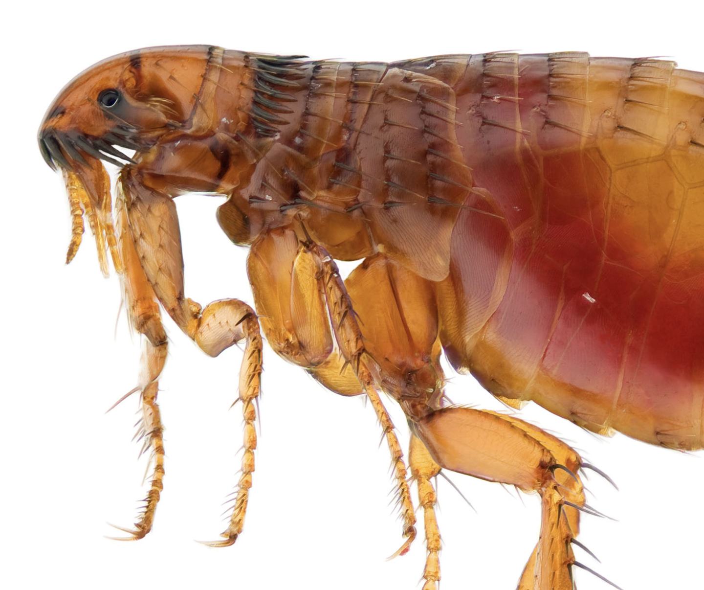 Dos® Flea and Crawling Insect Spray - Flea