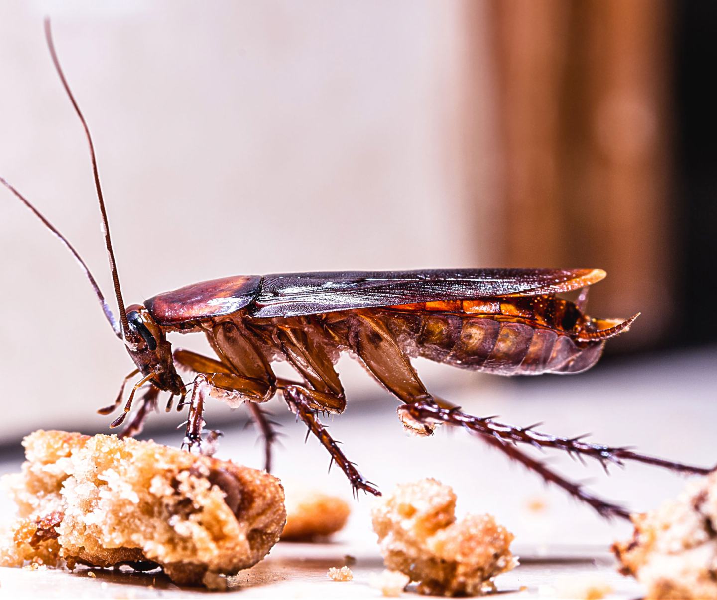Endius™ Cockroach Gel Bait
