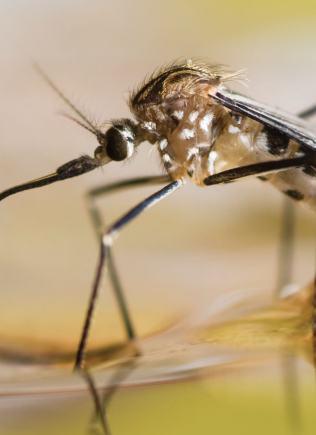Scion Insecticide with UVX™ Technology: Mosquito Control