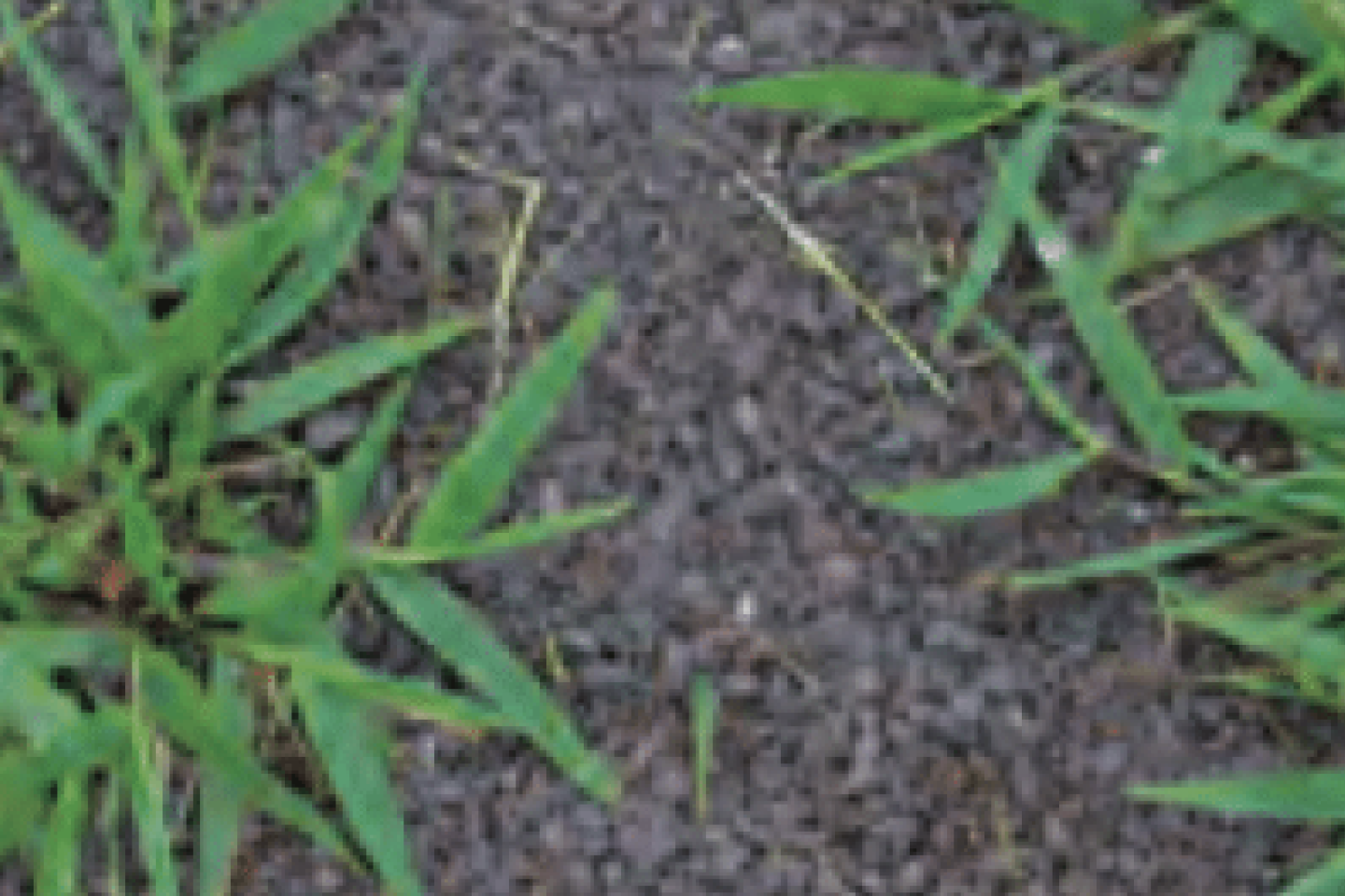 Crabgrass Image