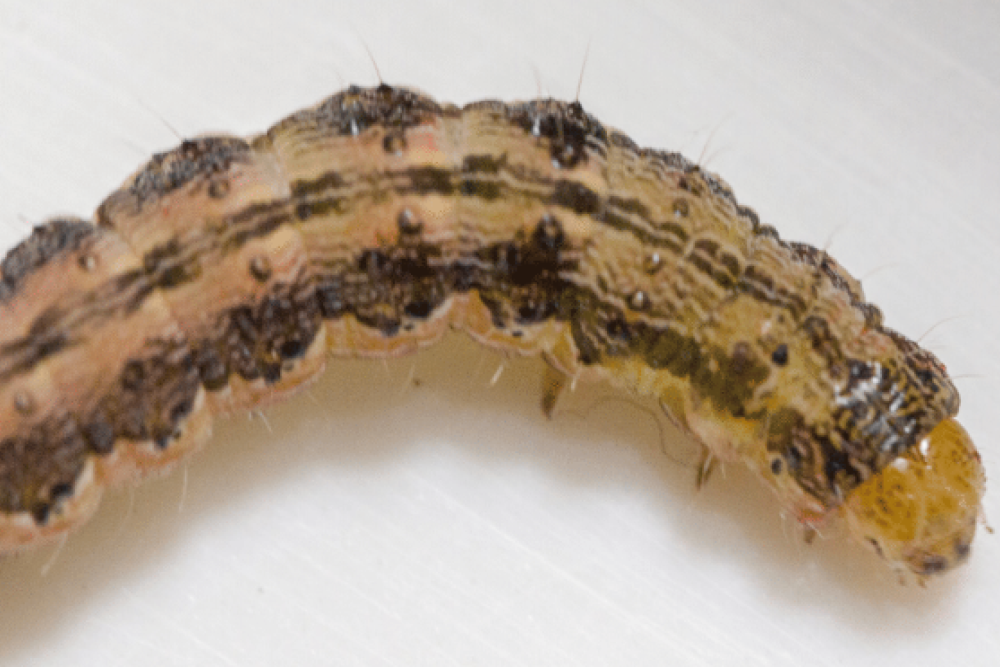 cutworms image